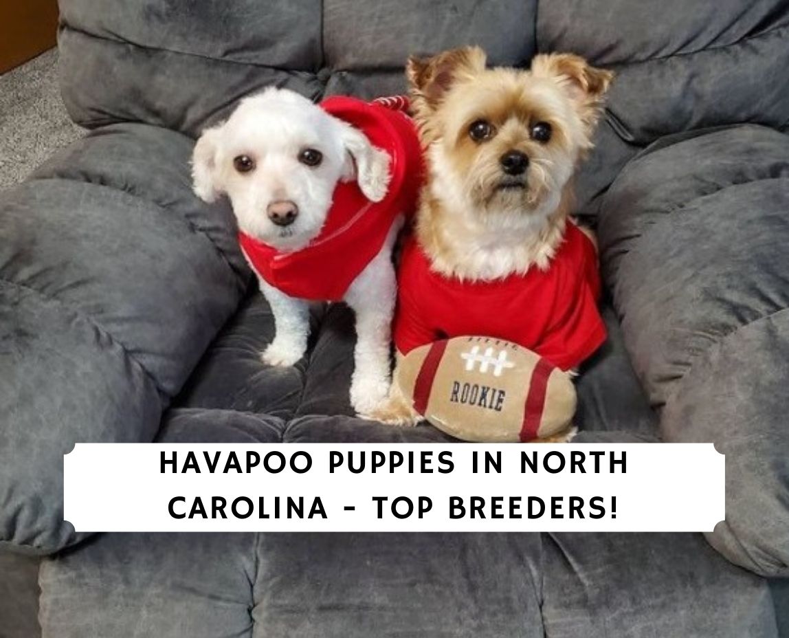 Havapoo Puppies In North Carolina Top 3 Breeders 2021 We Love Doodles