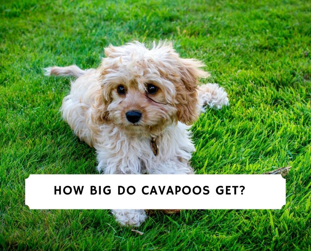 How big do cavapoos get 