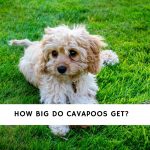 How Big Do Cavapoos Get