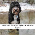 How Big Do Mini Bernedoodles Get