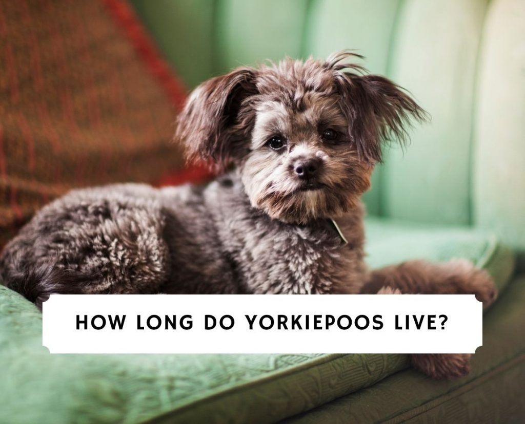 How Long Do Yorkie Poos Live 2021 We Love Doodles