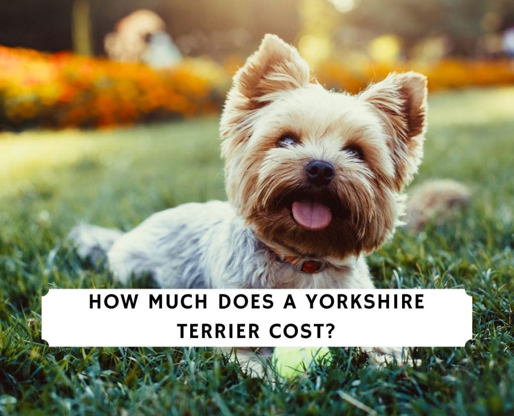 How Much Does A Yorkshire Terrier Cost 2023 We Love Doodles