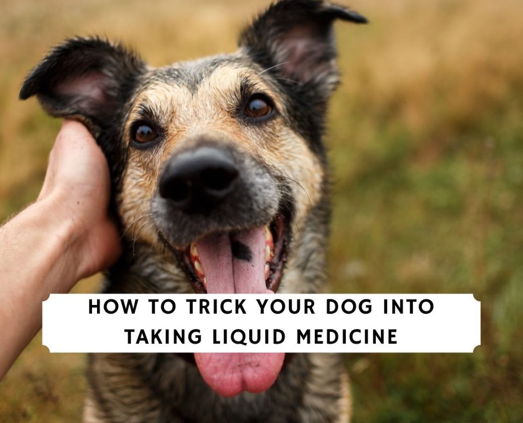 how do i give my puppy medicine