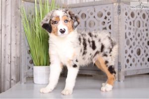 5 Best Australian Shepherd Breeders In Ohio! (2024) - We Love Doodles