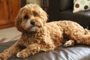 what age is a cavapoo full grown