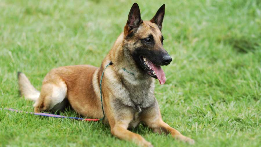 100 Best Belgian Malinois Dog Names! (2023) - We Love Doodles