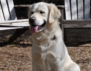 5 Best Golden Retriever Breeders In Massachusetts 2021 We Love Doodles