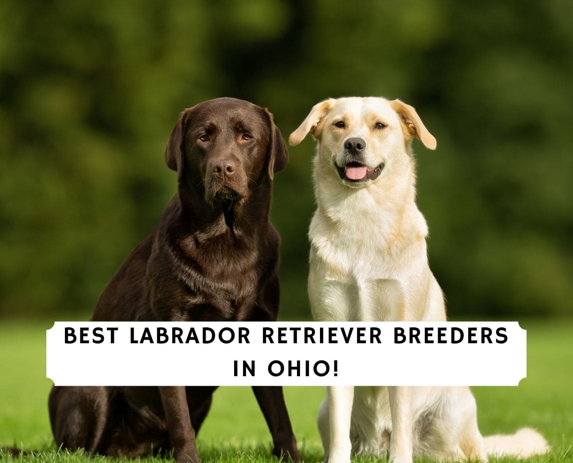 5 Best Labrador Retriever Breeders In Ohio 2021 We Love Doodles