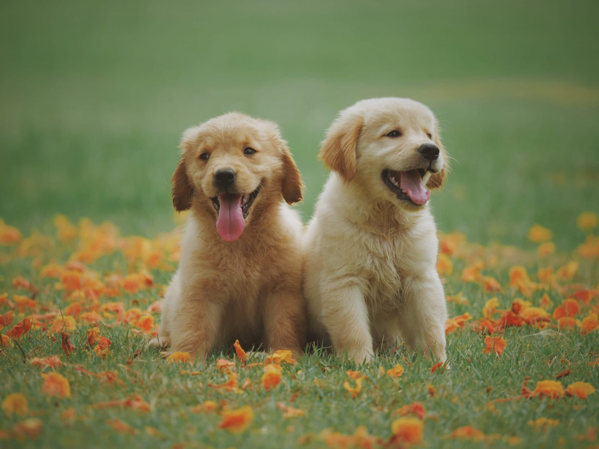 50-best-hebrew-dog-names