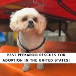 Peekapoo Rescues For Adoption