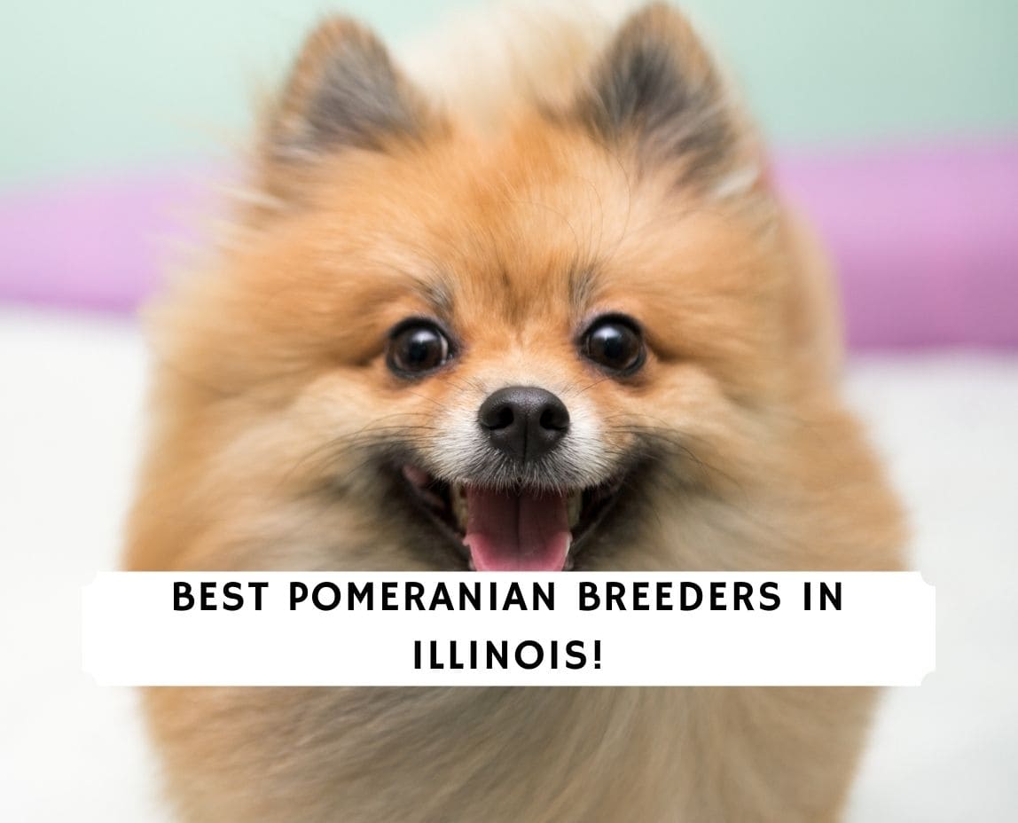 Pomeranian Breeders In Illinois 2 