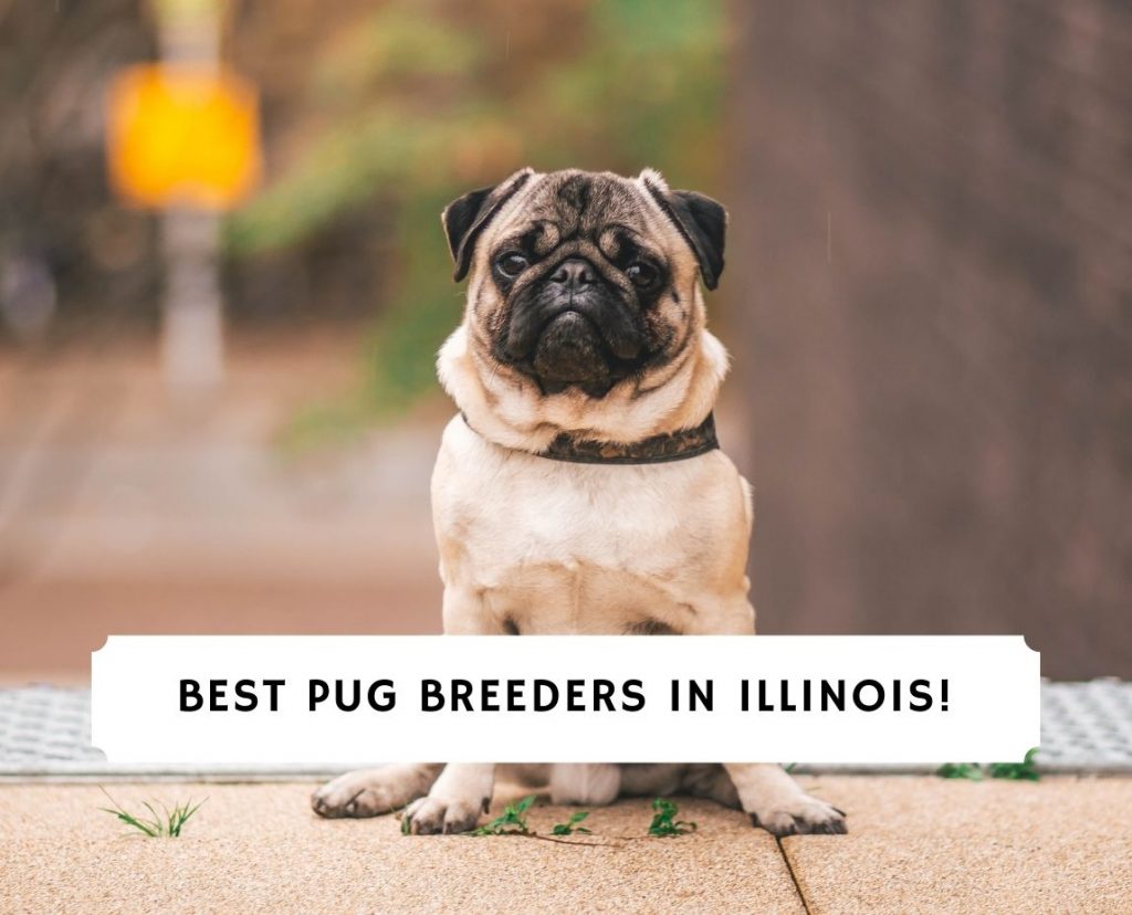 Pug Breeders in Illinois