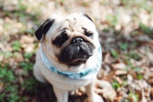 Pugs Illinois