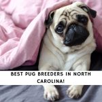 Pug Breeders in North Carolina