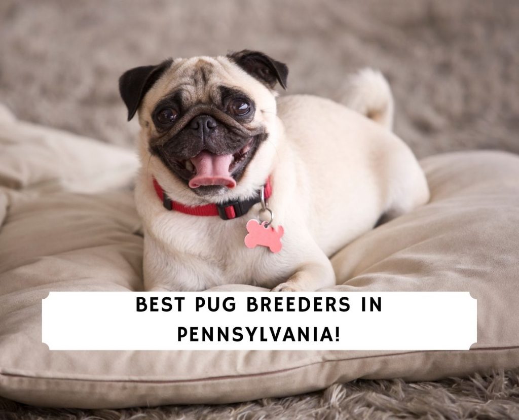 5 Best Pug Breeders in Pennsylvania! (2023) - We Love Doodles