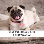 Pug Breeders in Pennsylvania