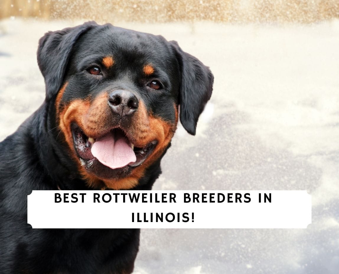 are rottweilers good farm dogs