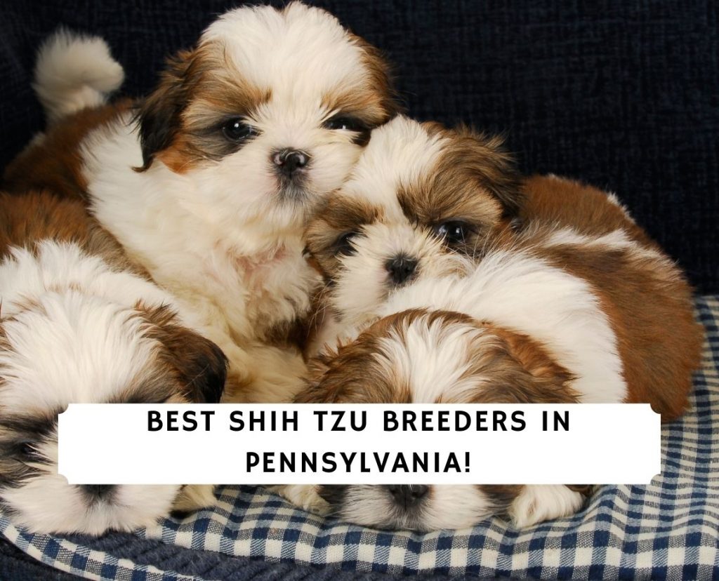 5 Best Shih Tzu Breeders In Pennsylvania 2021 We Love Doodles