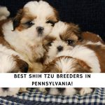 Shih Tzu Breeders in Pennsylvania