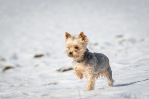 Your Yorkie is having trouble regulating its body temperature