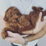 Spaying or Neutering Your Doodle