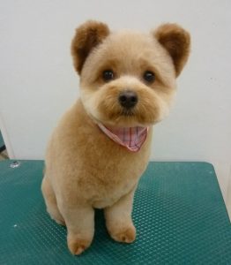 a dog that looks like a bear name