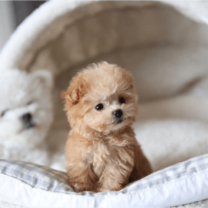 Teddy Bear Dogs