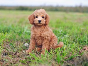 at what age does a cockapoo stop growing