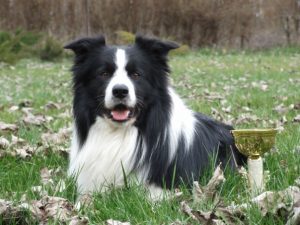 Tonglen Lake Border Collies