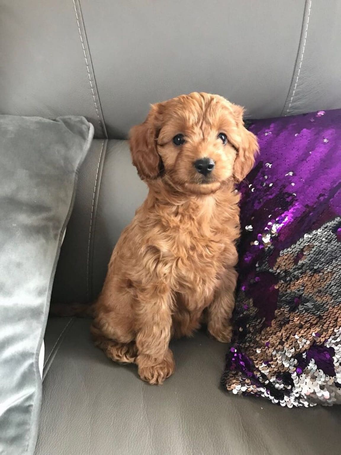 stuffed cavapoo