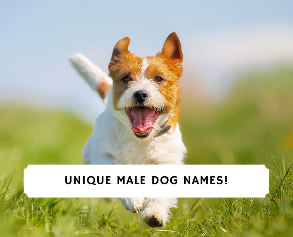 187 Unique Male Dog Names! (2024) - We Love Doodles