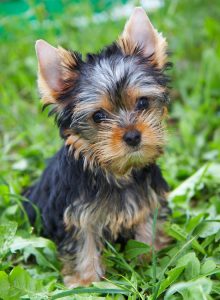  Coûts variables du Yorkshire Terrier