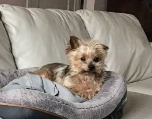  Lo que determina el Precio de un Yorkshire Terrier