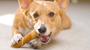 What are the risks associated with rawhide and beefhide treats