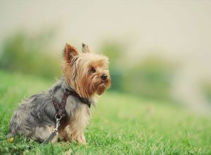 Hvad er inkluderet i prisen på en Yorkshire Terrier