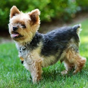 how much does a yorkie dog cost