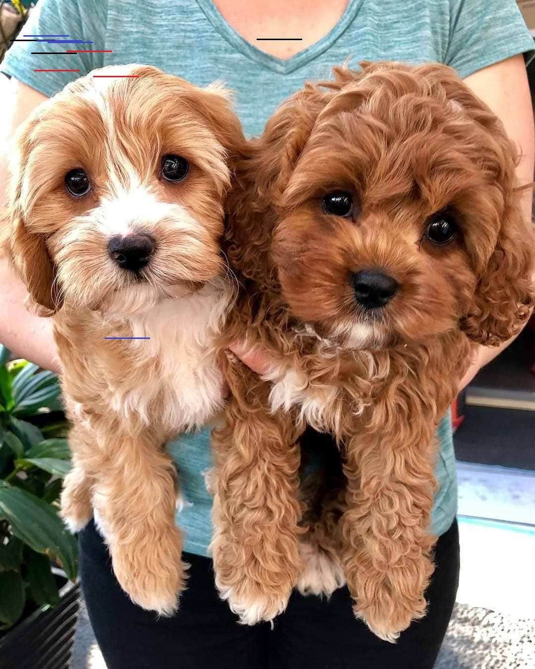 How big do cavapoos get 