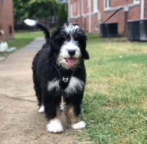 bernedoodle bernedoodles opposite animalso