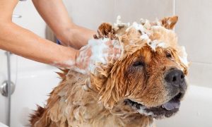 What kind of shampoo should I use for my dog