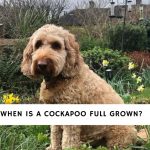 When is a Cockapoo Full Grown