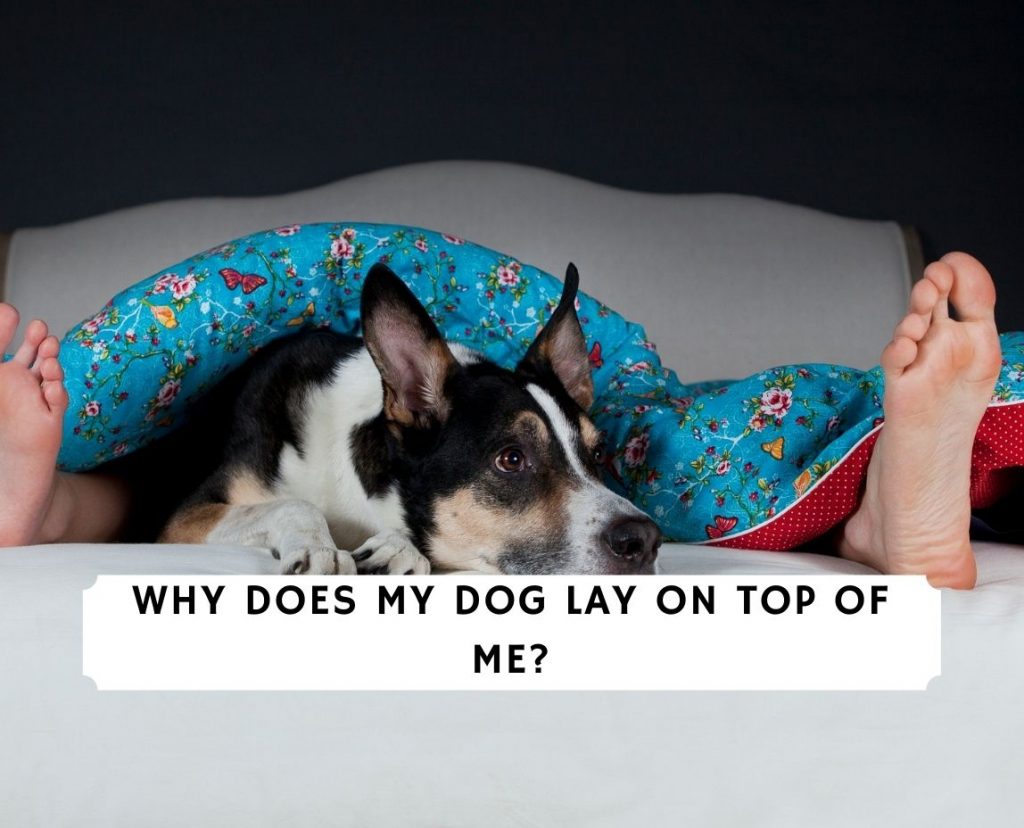 Why Does My Dog Lay On Top of Me? (2023) - We Love Doodles