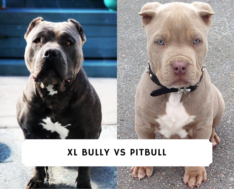 XL Bully vs. Pitbull: What’s the difference?