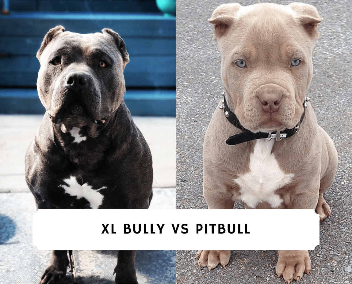 what-s-the-difference-between-a-pitbull-and-xl-bully-mastery-wiki