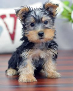 Your Yorkie is scared