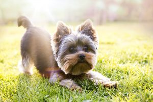 Your Yorkshire terrier is excited