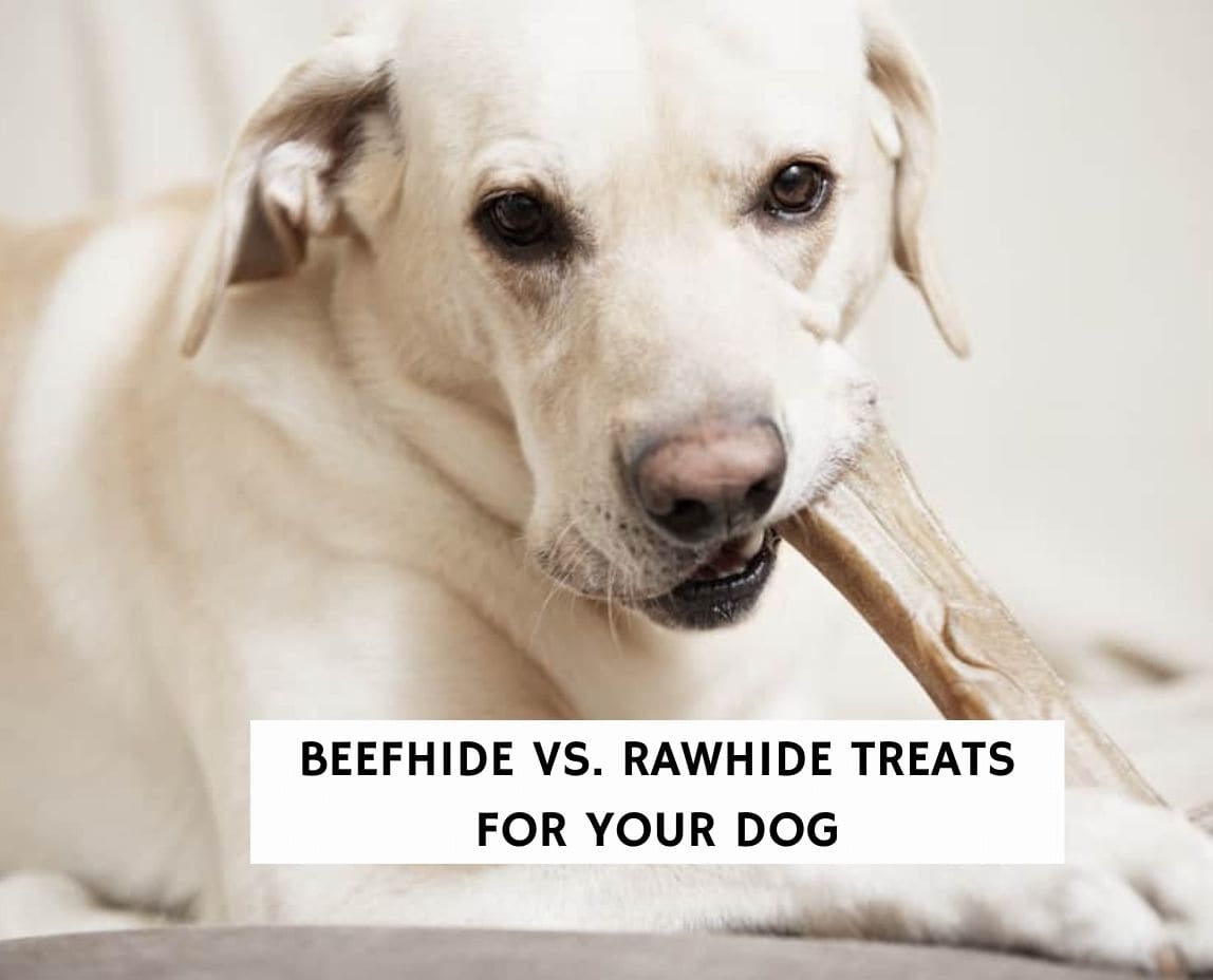 Beefhide vs. Rawhide Treats For Your Dog