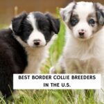 Best Border Collie Breeders In The U.S.