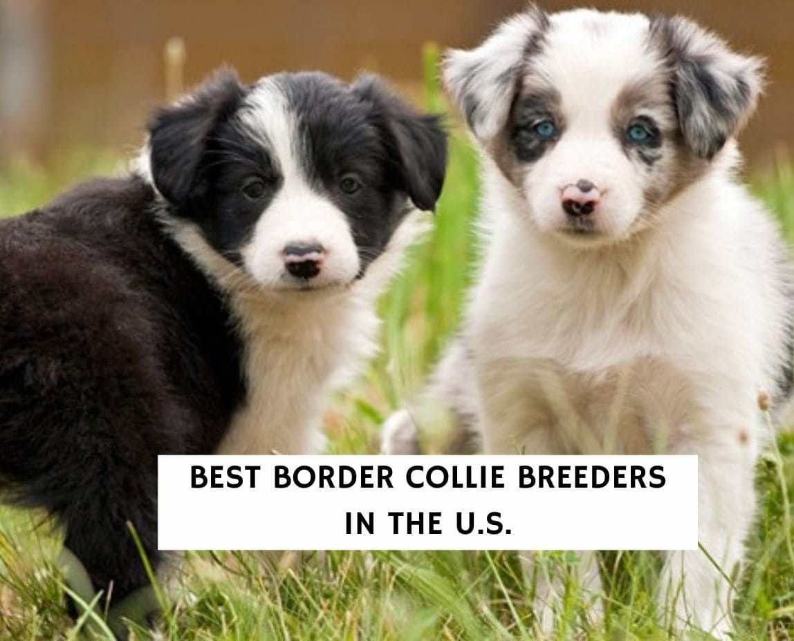 are border collies color blind