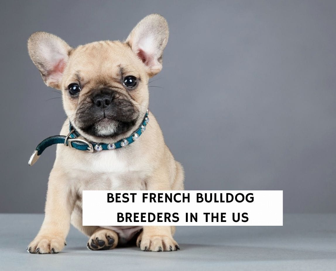 how french bulldogs breed