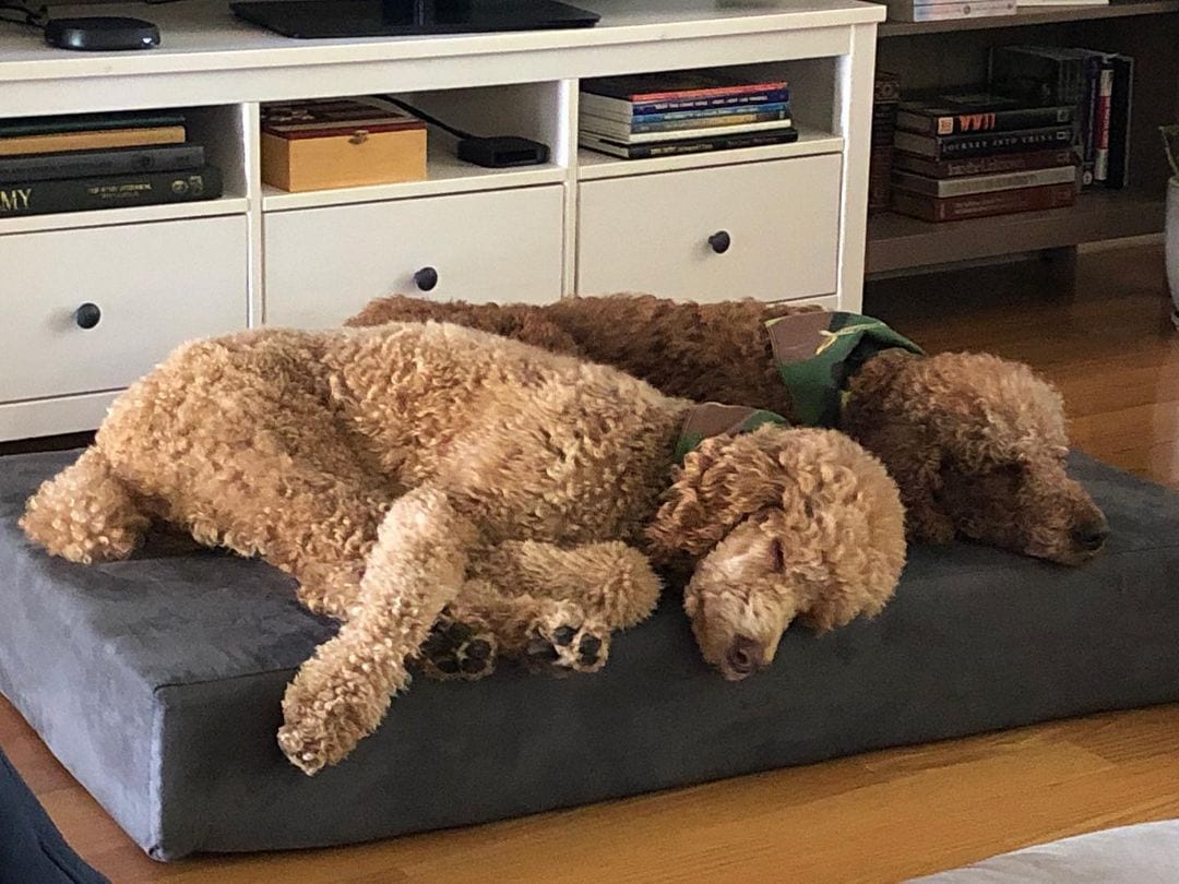 Best Dog Bed for a Goldendoodle Top 6 Picks!